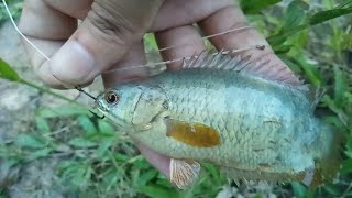 preview picture of video 'Perch Fishing with Fishing Hook | Today's Special'