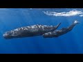 The Last Leviathan