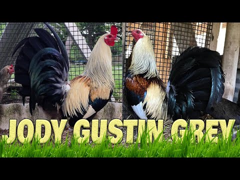 Beautiful Grey Jody Gustin Farm Visit