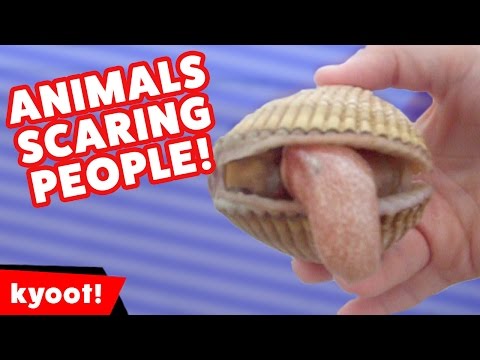 Funniest Animals Scaring People Reactions of 2016 Weekly Compilation | Kyoot Animals