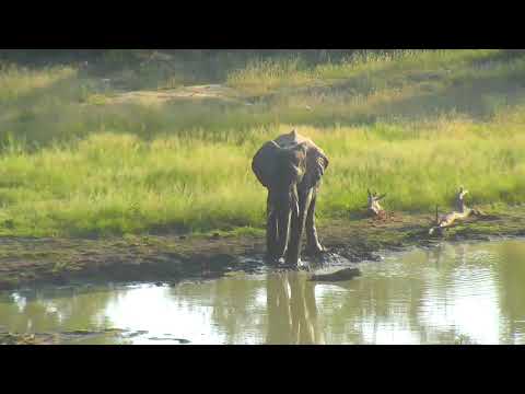 Djuma: Lone Elephant bull - 06:54 - 02/11/19