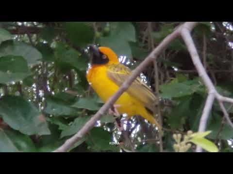 4K Amazing African Birds  African Wildlife Video with Birds Sounds