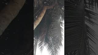 preview picture of video 'Asli Pohon kelapa bercabang tiga'