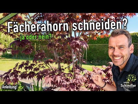 Prune Japanese maples early to avoid disease and risks! [Instructions]