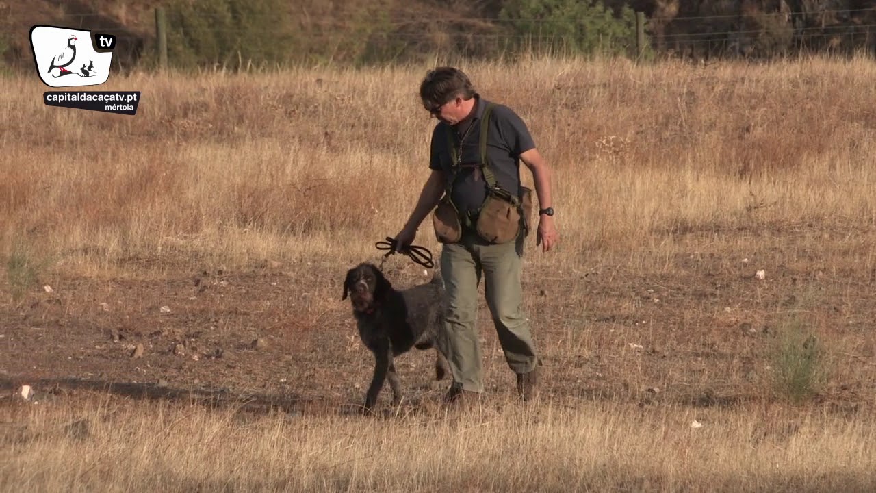 Cães de Parar de Vítor Silva (2017)