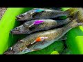 Video Thumbnail for CRANKING Walleye With Crank Baits! Best Fishing I have Ever Had!