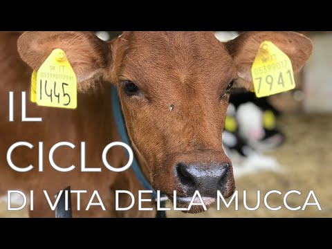 , title : 'Cosa succede quando nasce un vitello? What happens when a calf is born?🇬🇧'