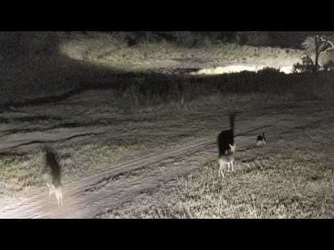 Djuma: Common Grey Duiker pair back trying for a drink - 18:38 - 08/06/18