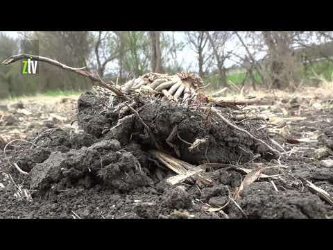 Zakasnela setva kukuruza