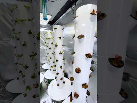 144 Plants on ONE Tower. 🤯 #hydroponics #towergarden #indoorgarden #agriculture