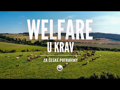 , title : 'WELFARE U KRAV | Jak zemědělci pečují o krávy | Za české potraviny'