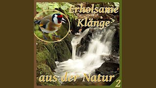 Vogelstimmen und Bachlauf - Mix 17