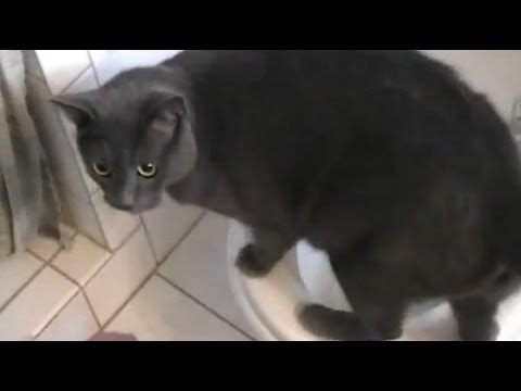 My Cats Drink From The Toilet