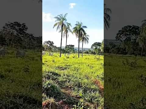 Oportunidade! Fazenda de 232 alqueires barata em Divinópolis Goiás