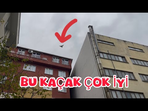 KAÇAK GEMEYE HAZIRLANIYOR ( SÖkÜK BU KUŞ )
