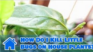 Indoor Gardening Tips : How Do I Kill Little Bugs on House Plants?