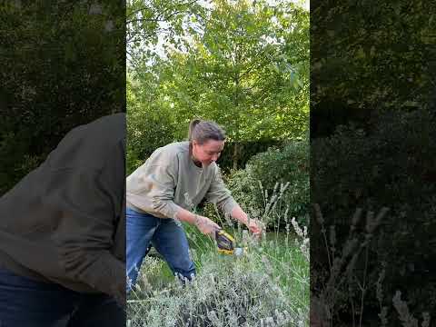 ラベンダーの植物を冬に向けて準備しましょう
