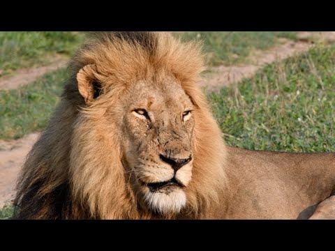 Orpen Male Lion in his Absolute PRIME | On the beat in the Manyeleti #125