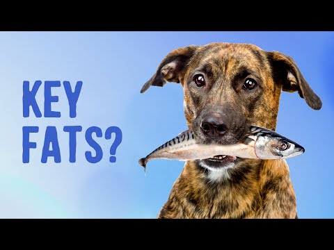 Do Dogs Really Need OMEGA-3s?