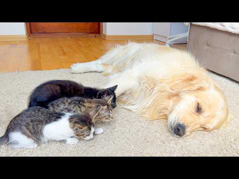 YouTube 썸네일