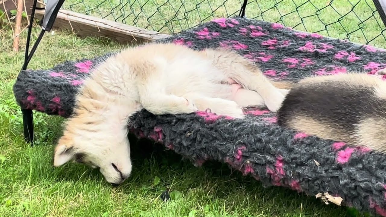 Puppies sleeping