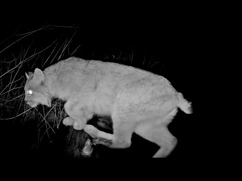 Squirrel, Lynx, & Beaver in Northwest Montana