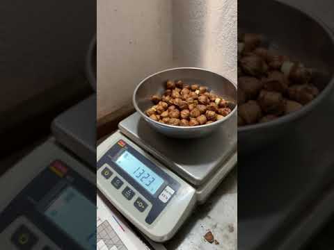 Fındığın Randıman’ı nasıl hesaplanır?