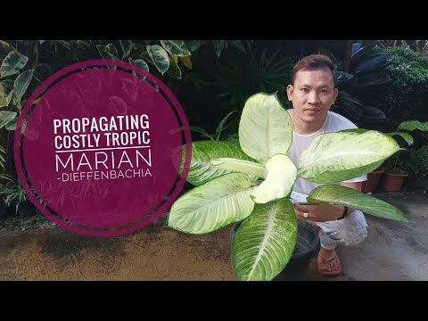 WHY Do I propagate TROPIC MARIAN ??