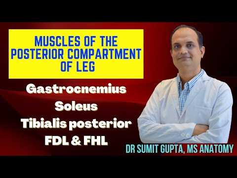 MUSCLES OF THE BACK OF LEG : ANATOMY