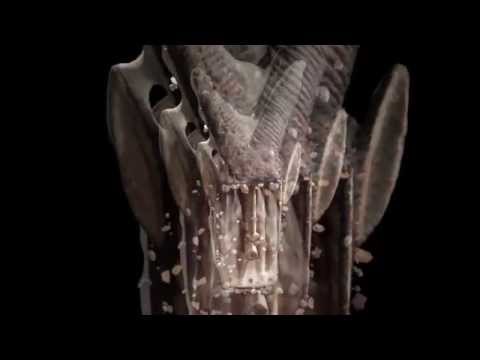 Craig Leon - Donkeys Bearing Cups [Visual Single]