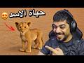 عشت حياة اسد 😍🦁 | Animalia Survival