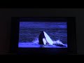 Closing To Flipper 1996 VHS