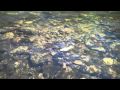 Northern New Mexico Fly Fishing July 2010 Rio de ...