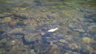 preview picture of video 'Northern New Mexico Fly Fishing July 2010 Rio de Los Pinos.mp4'