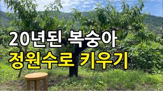20년된 복숭아나무 정원수로 싱싱하게 키우는 방법
