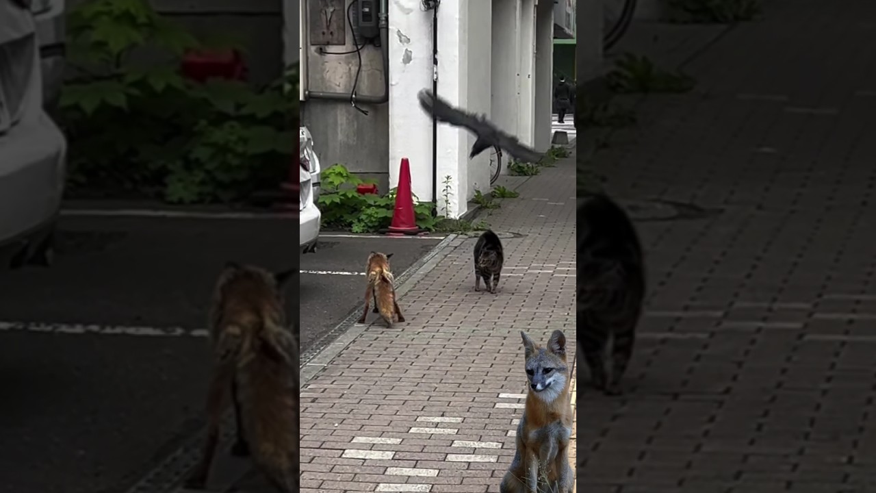 fox X cat X crow