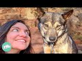 Hoarding Survivor Wolfdog Finally Opens Up To New Family Cuddle Buddies