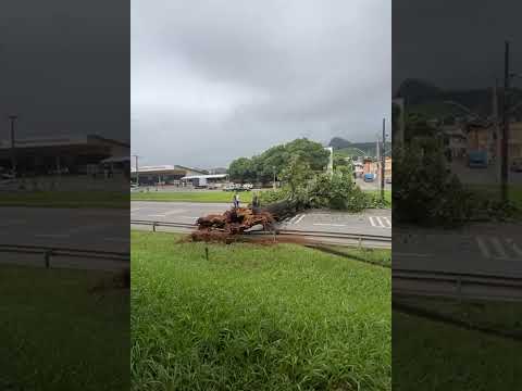 Câmera flagra momento que árvore cai e interdita rodovia em João Neiva