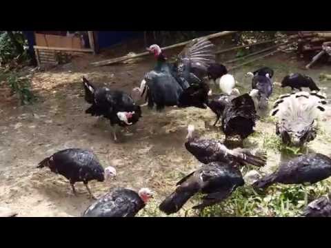Turkey Chicken Farm by S.K. Farms - 01755557501