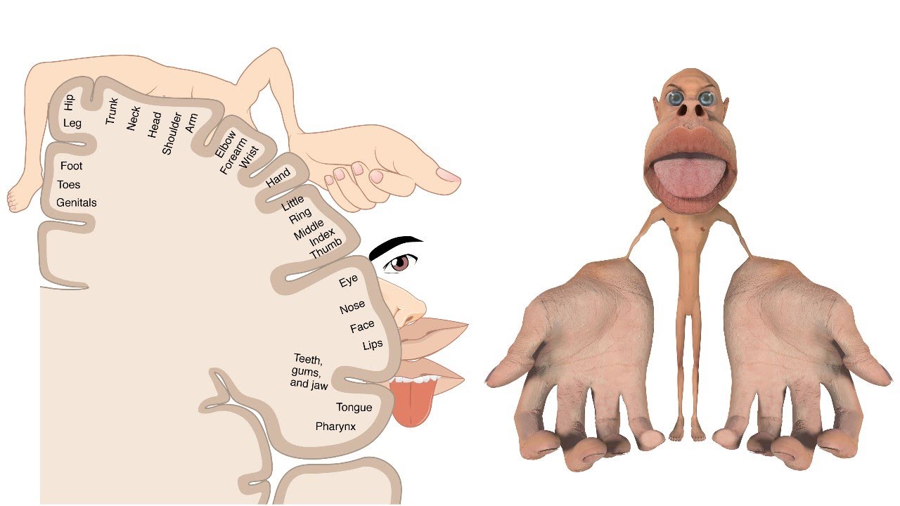 Signs & symptoms of stroke and the blood vessels of the brain