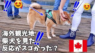 【海外愛され柴犬】海外で大人気! 柴犬を観光地で連れて歩くとカナダ人の反応がおもしろすぎ♪【海外の反応】