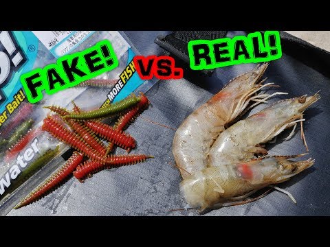 Which Will Catch More Fish?? Ep. 2 Berkley Gulp! Sandworm VS. Frozen Shrimp!