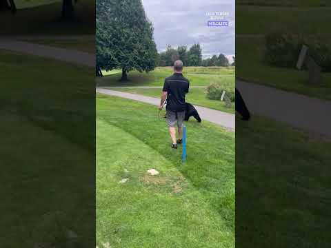 Fur-st time golfer swipes clubs from cart. See the bear-y funny thief.