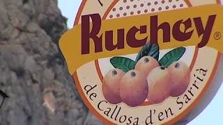 Cooperativa agrícola Callosa d'En Sarrià-Ruchey (versió valencià)