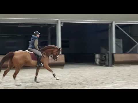 Beleor N:BALOU DU ROUET x ARGENTINUS