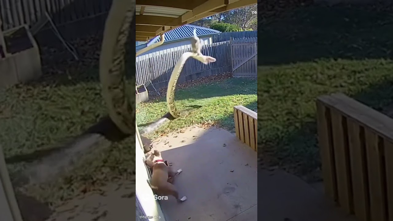 🐍 Cat & Dog vs Giant Python – Epic Backyard Showdown!