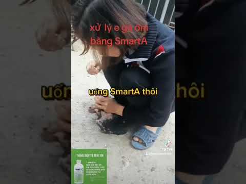 GÀ RÙ DÙNG SMART A KHỎE LÊN SAU 1 NGÀY.