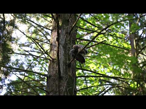 Female barred owl feeding an owlet some gray squirrel.