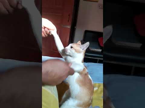 #cat #catvideos #trending #catlovers #viralvideo #funny