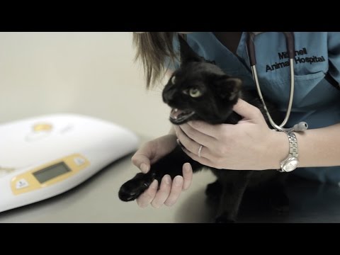 Bo at the Vet